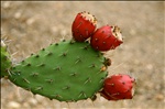 Cactus Zits